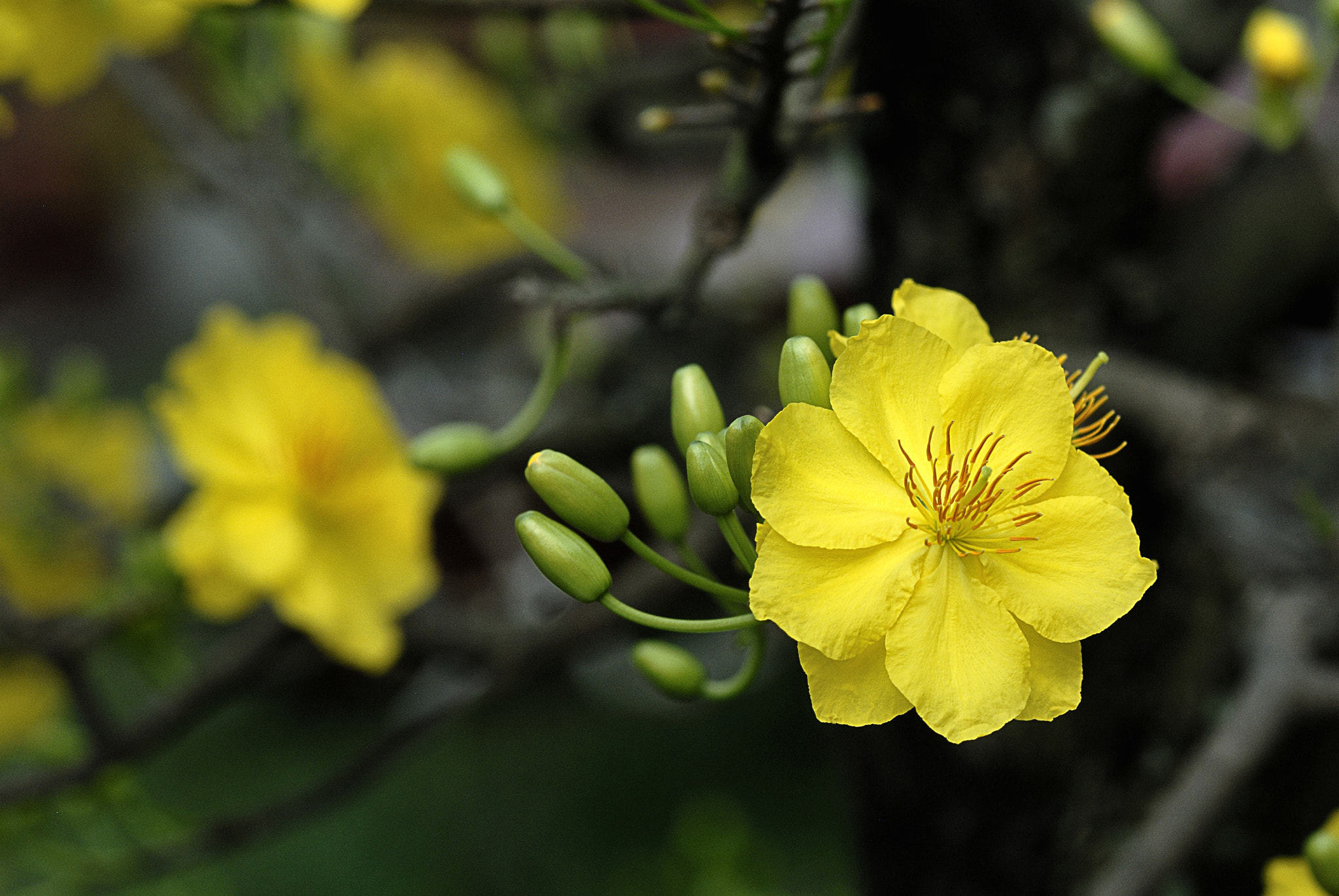 Nikon AF-S Micro-Nikkor 105mm F2.8G IF-ED VR sample photo. Dsc photography