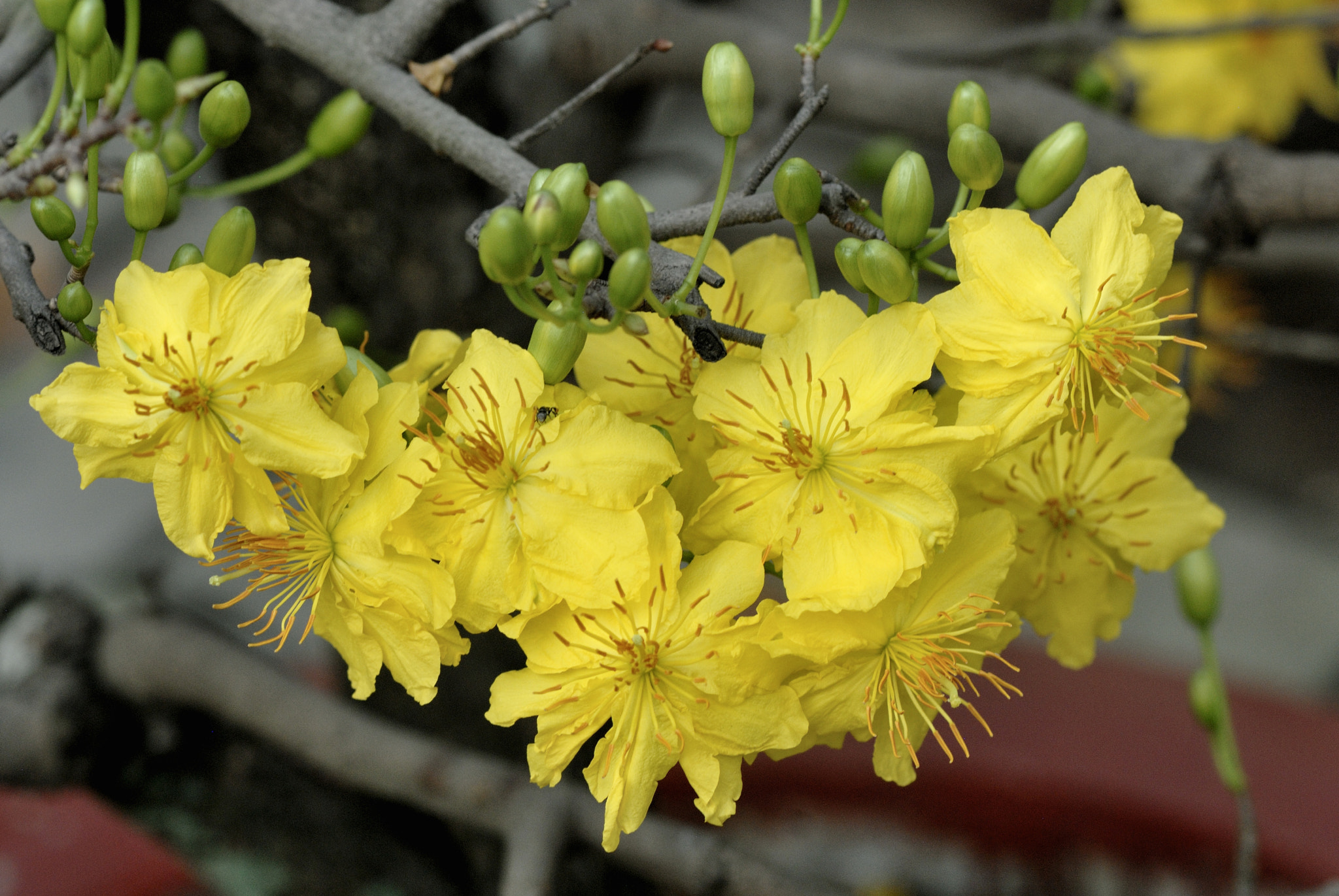 Nikon AF-S Micro-Nikkor 105mm F2.8G IF-ED VR sample photo. Dsc photography