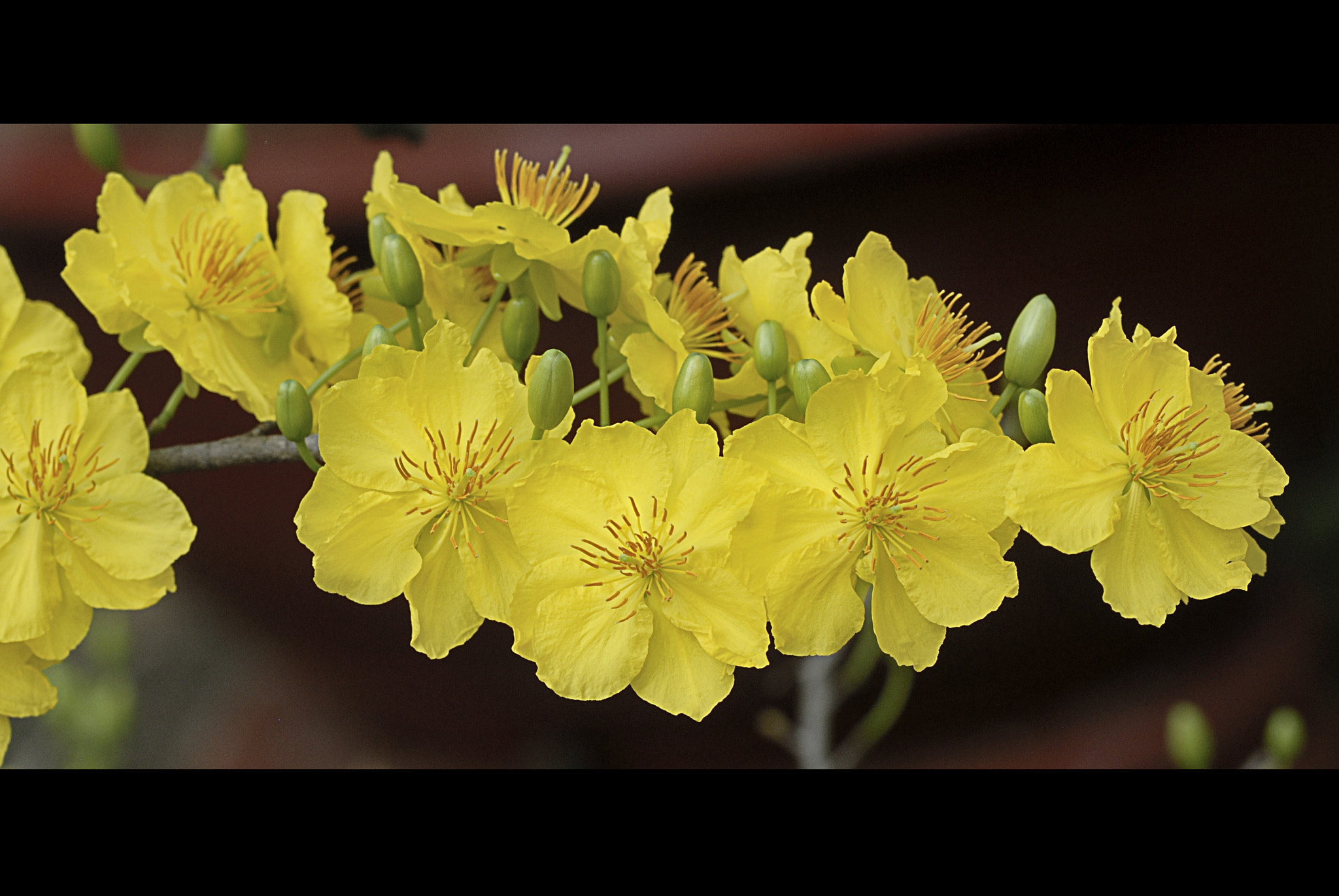 Nikon AF-S Micro-Nikkor 105mm F2.8G IF-ED VR sample photo. Dsc photography