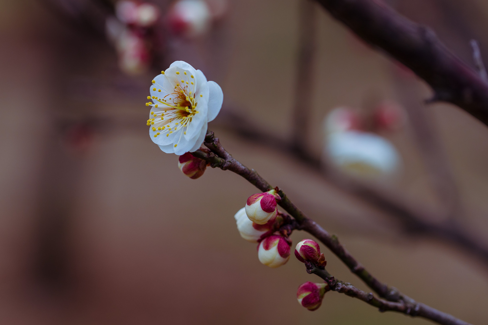 Canon EF 100mm F2.8L Macro IS USM sample photo. Plum blossom photography