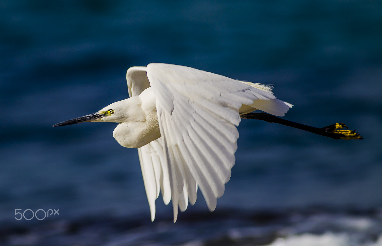 Canon EF 300mm F4L IS USM sample photo