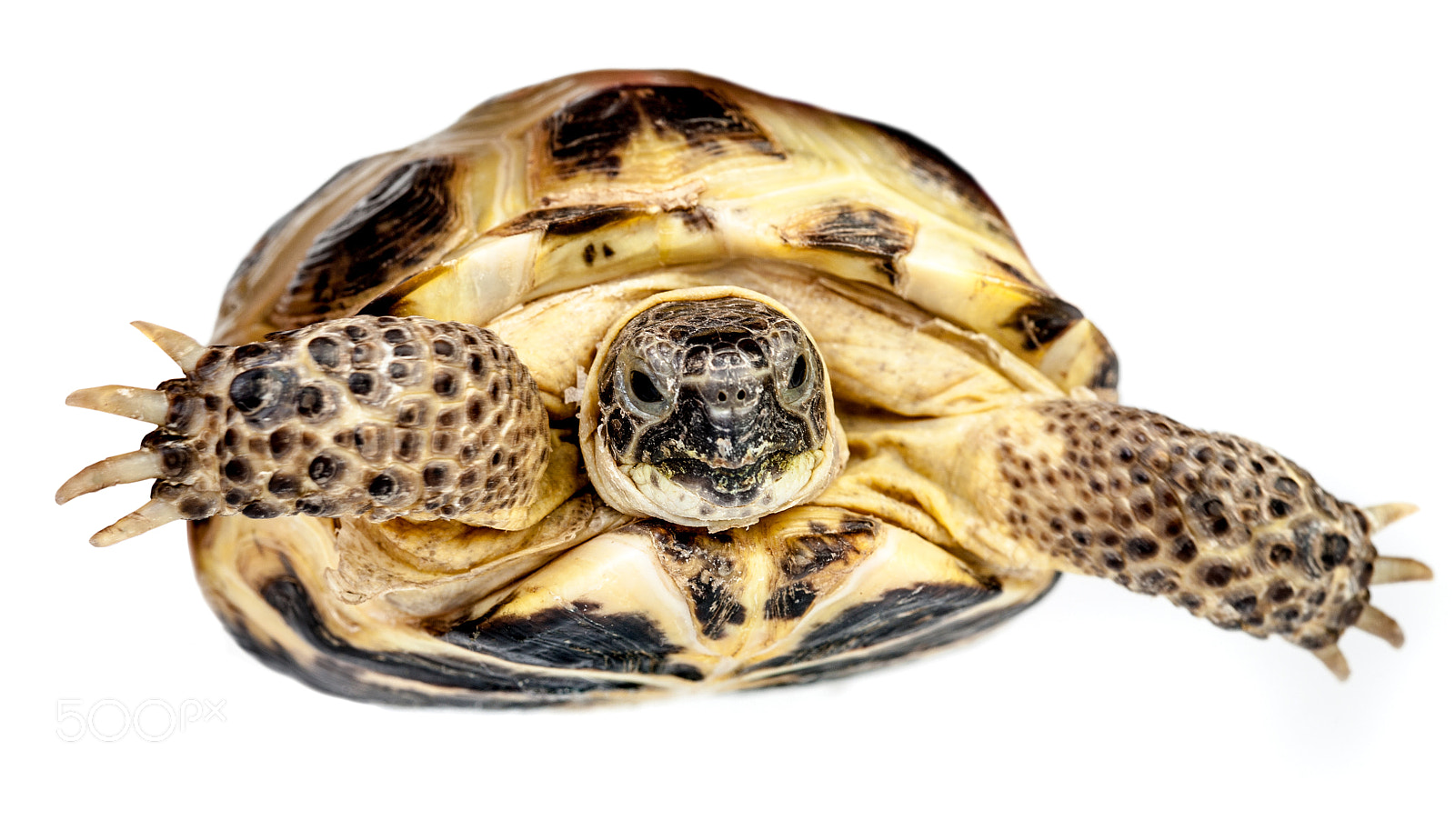 Canon EF 100mm F2.8 Macro USM sample photo. Turtle photography