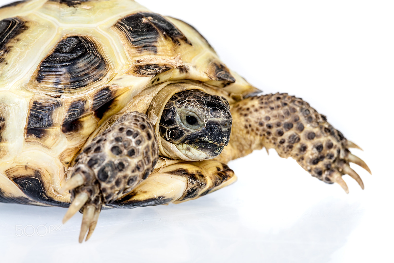 Canon EF 100mm F2.8 Macro USM sample photo. Turtle photography