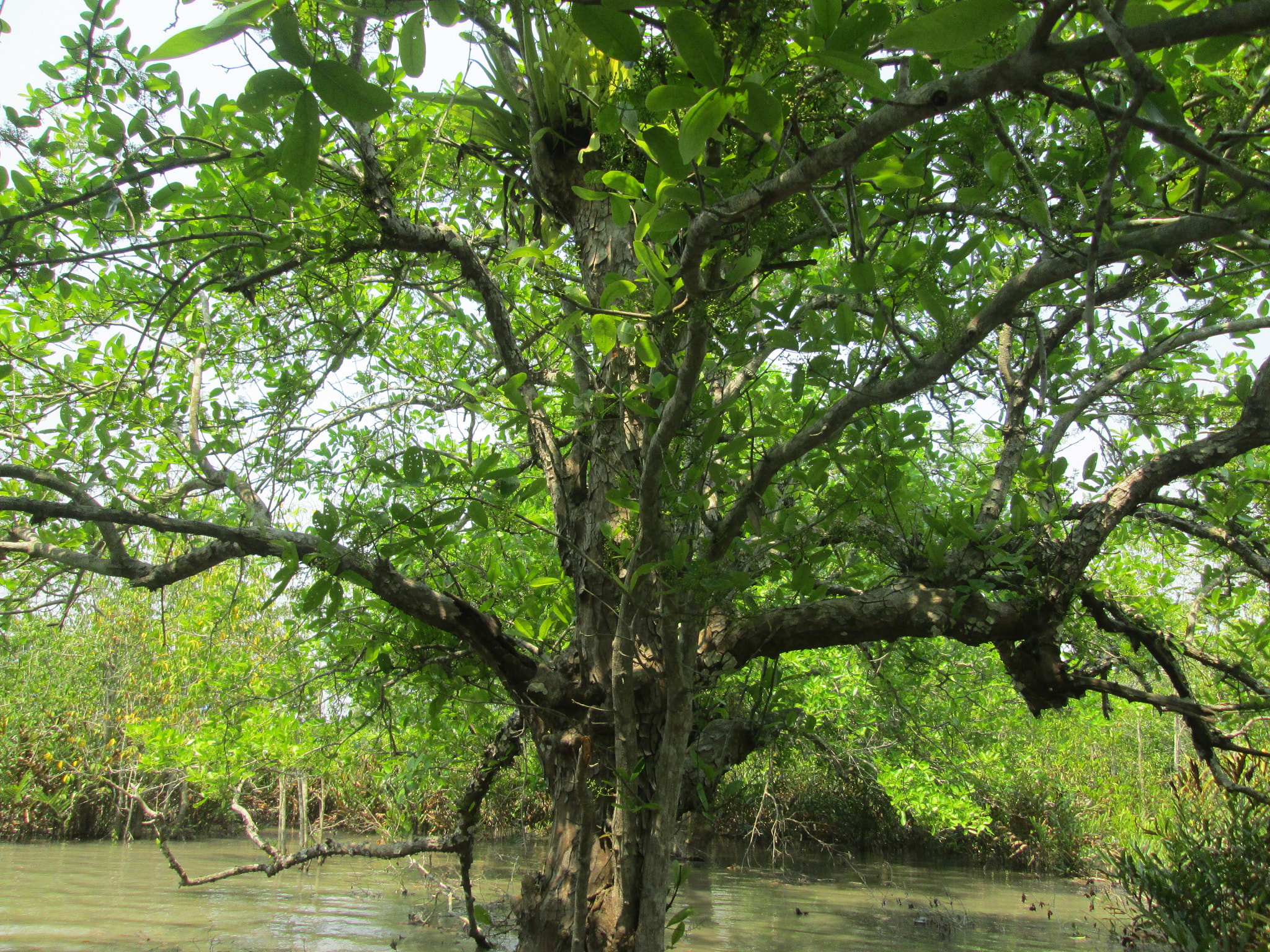 Canon PowerShot A3400 IS sample photo. Largest mangrove forest photography