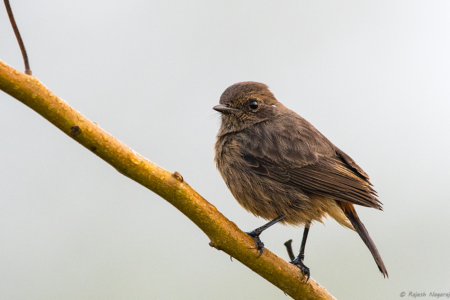 Sigma 150-600mm F5-6.3 DG OS HSM | C sample photo. Pied bushchat f photography
