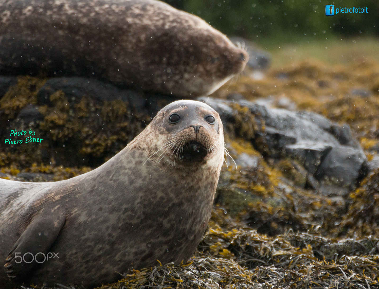 Tamron SP 35mm F1.8 Di VC USD sample photo. Seal in scotland photography