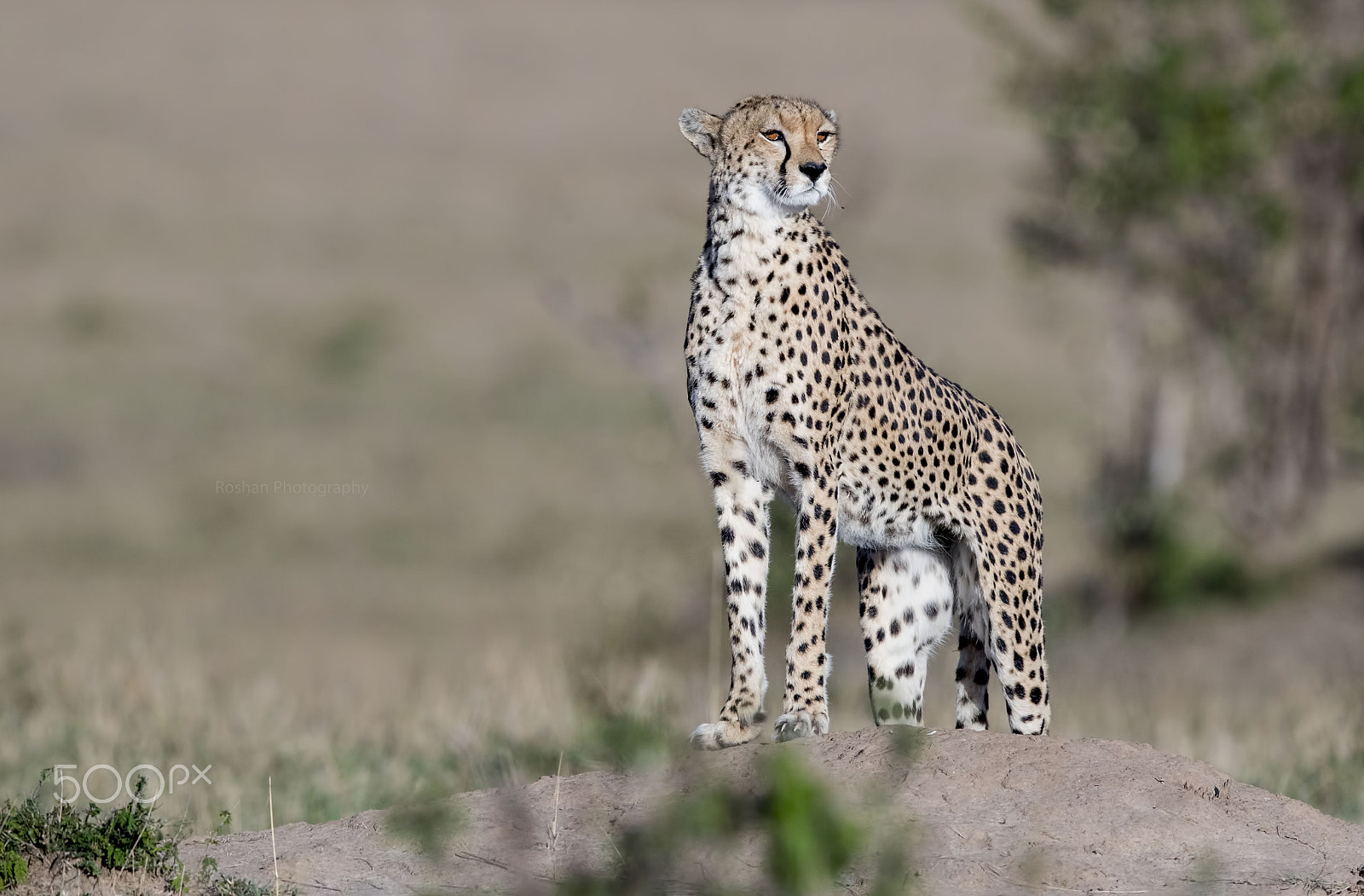 Canon EF 600mm F4L IS II USM sample photo. Masai mara watch man photography