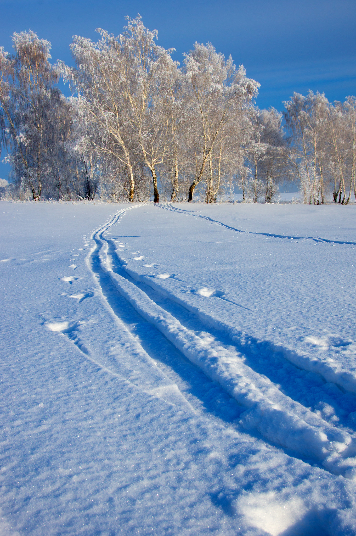 Sigma 17-70mm F2.8-4 DC Macro HSM sample photo. Winter day1 photography