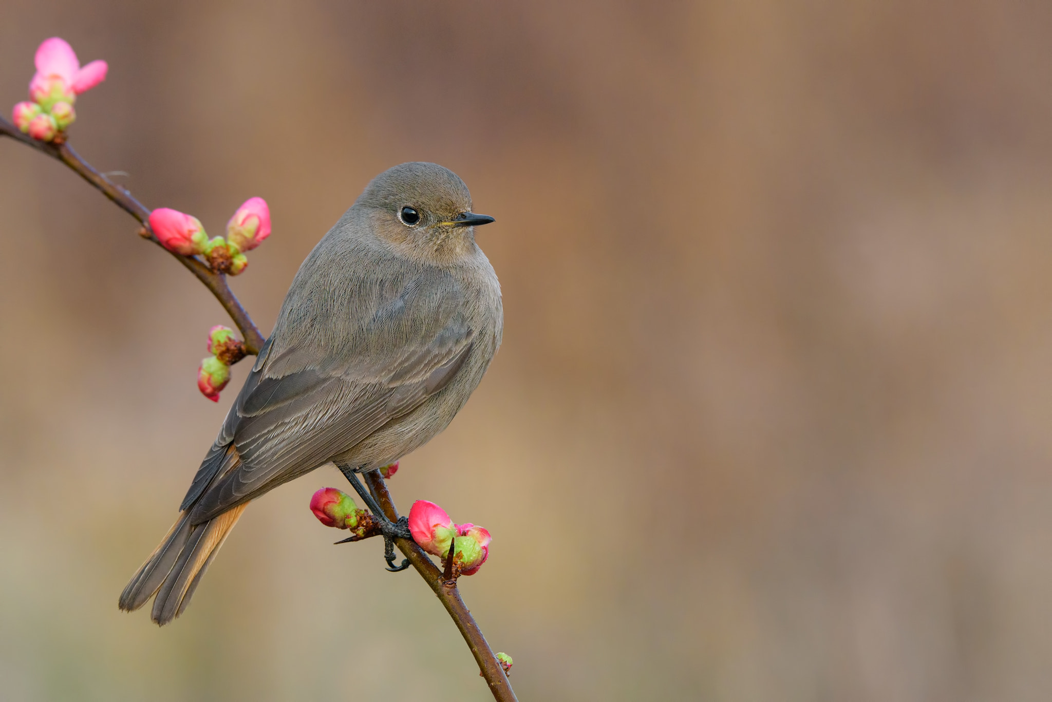 Sigma 150-600mm F5-6.3 DG OS HSM | S sample photo. Black redstart in flowers photography