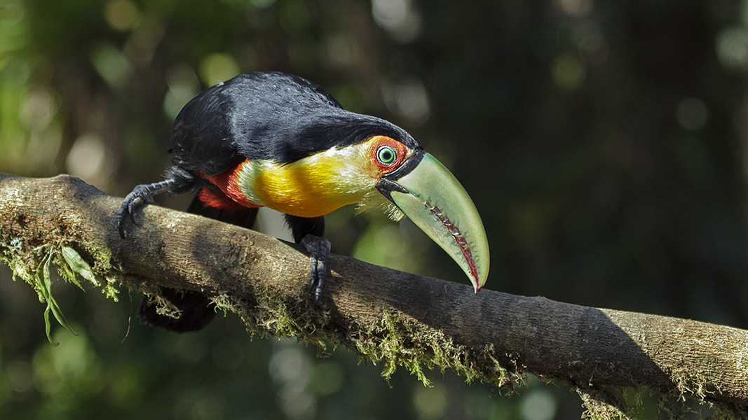 Canon EF 100-400mm F4.5-5.6L IS USM sample photo. Ramphastos dicolorus photography