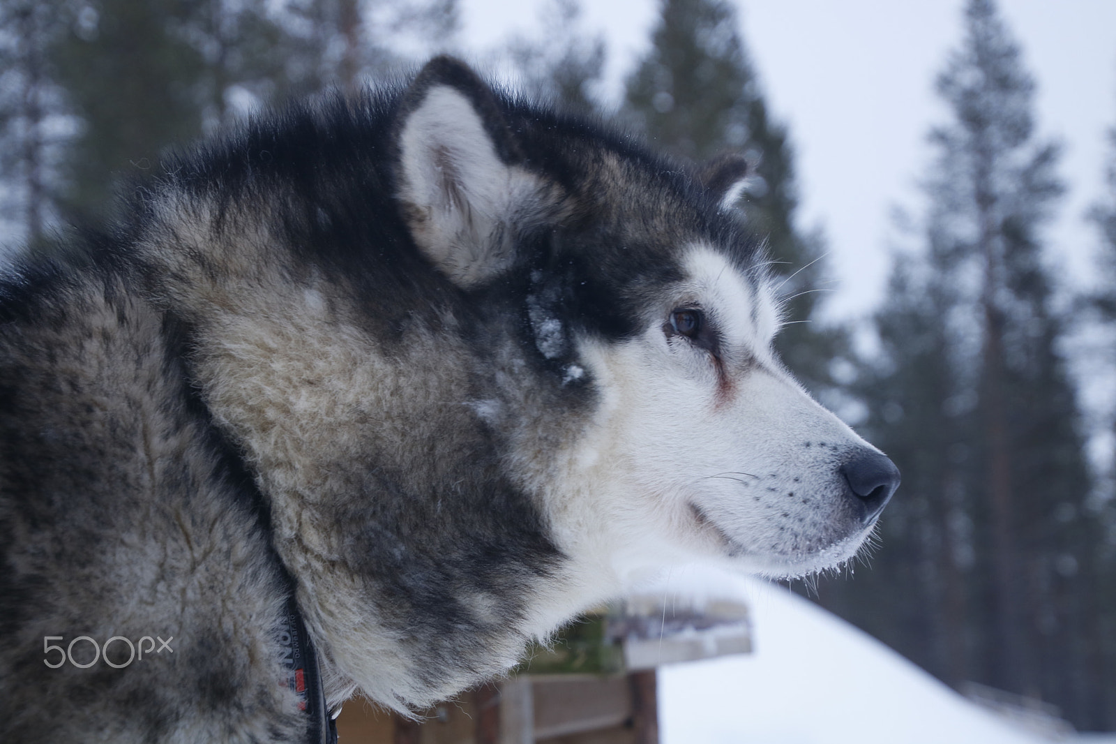 Canon EOS 750D (EOS Rebel T6i / EOS Kiss X8i) sample photo. Husky photography