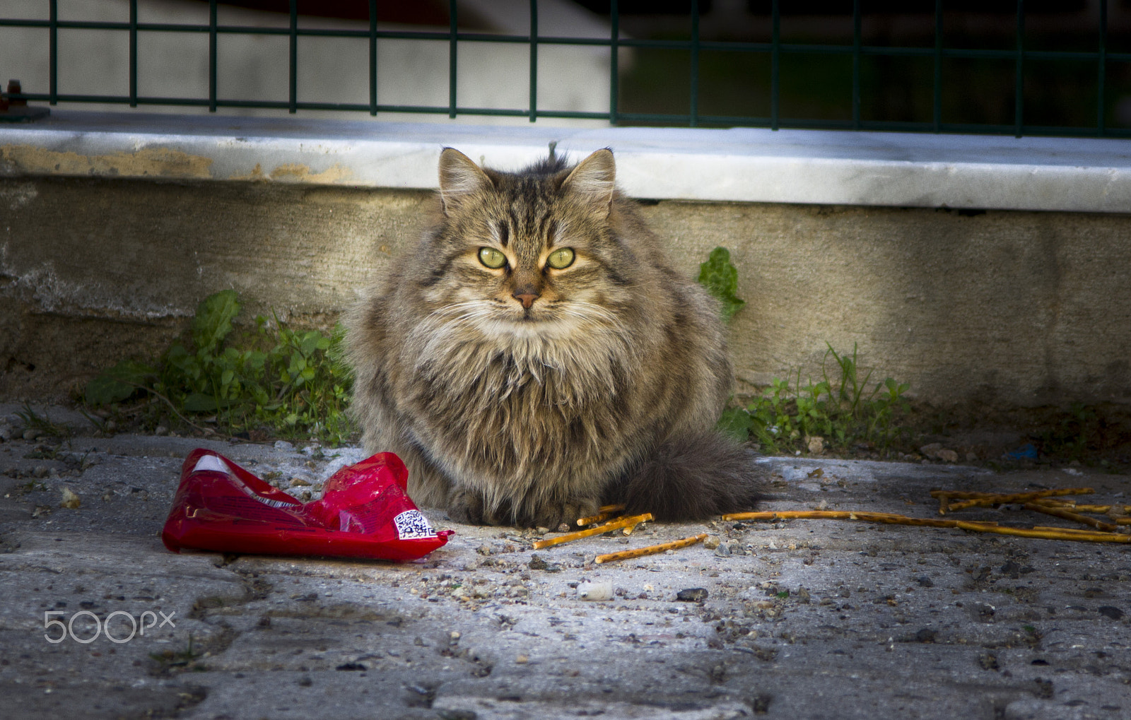 Canon EF 35-105mm f/4.5-5.6 USM sample photo. Cats eating crackers. photography