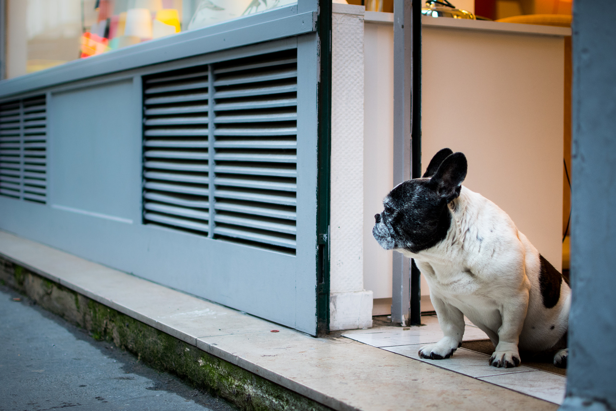 Nikon D500 + Nikon AF-S DX Nikkor 35mm F1.8G sample photo. Pug guarding its owner's shop photography