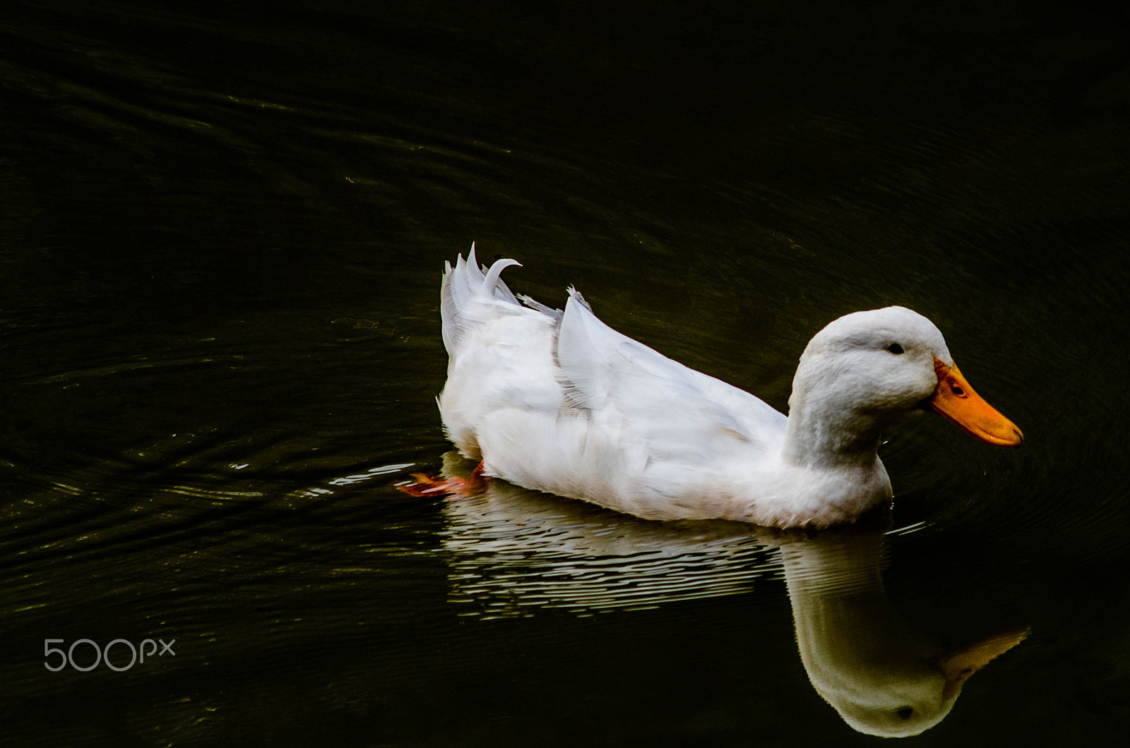 Sigma 70-300mm F4-5.6 APO DG Macro sample photo. Swim away photography