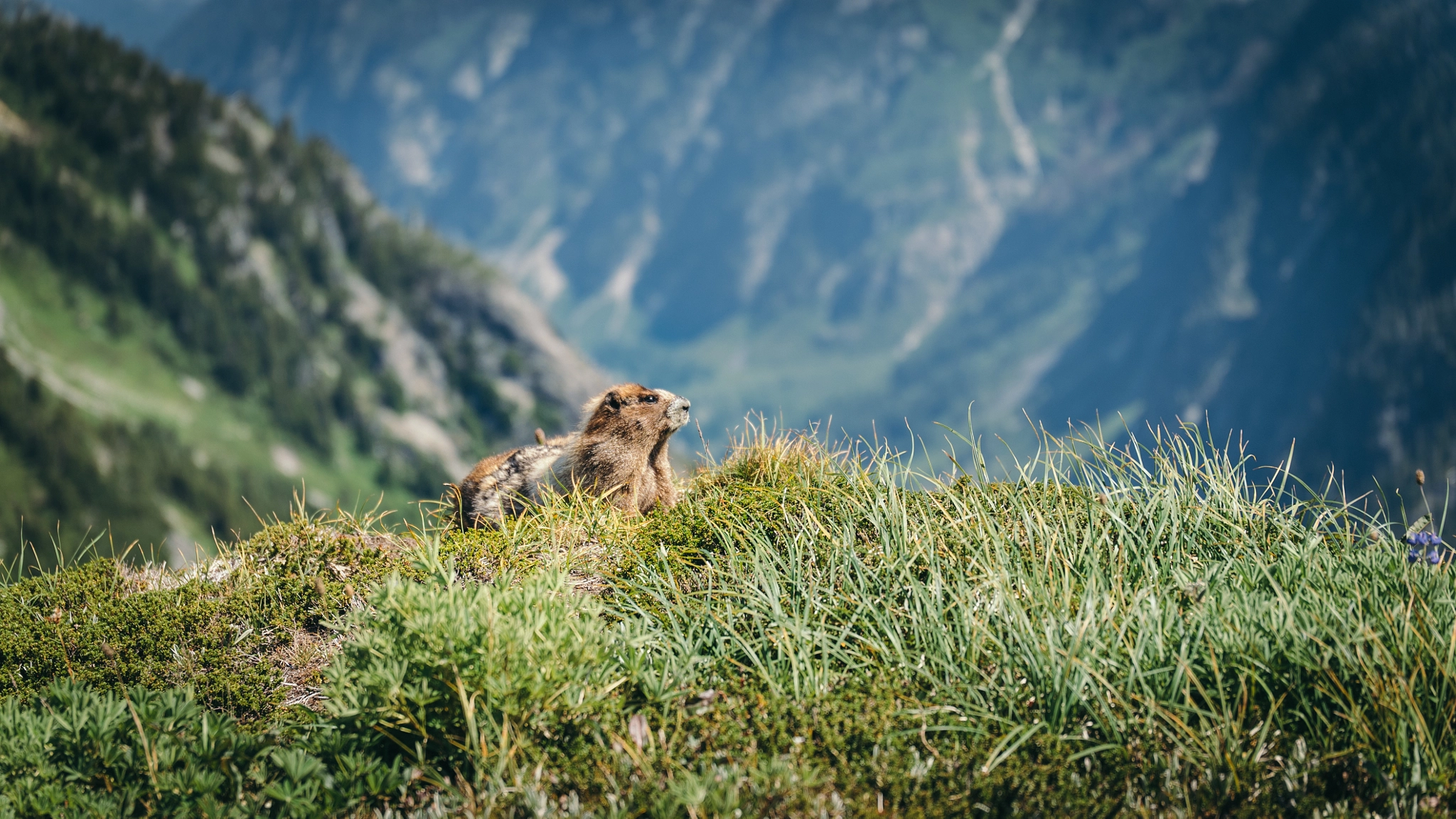 Sony a7S sample photo. Marmot in north cascades, wa photography