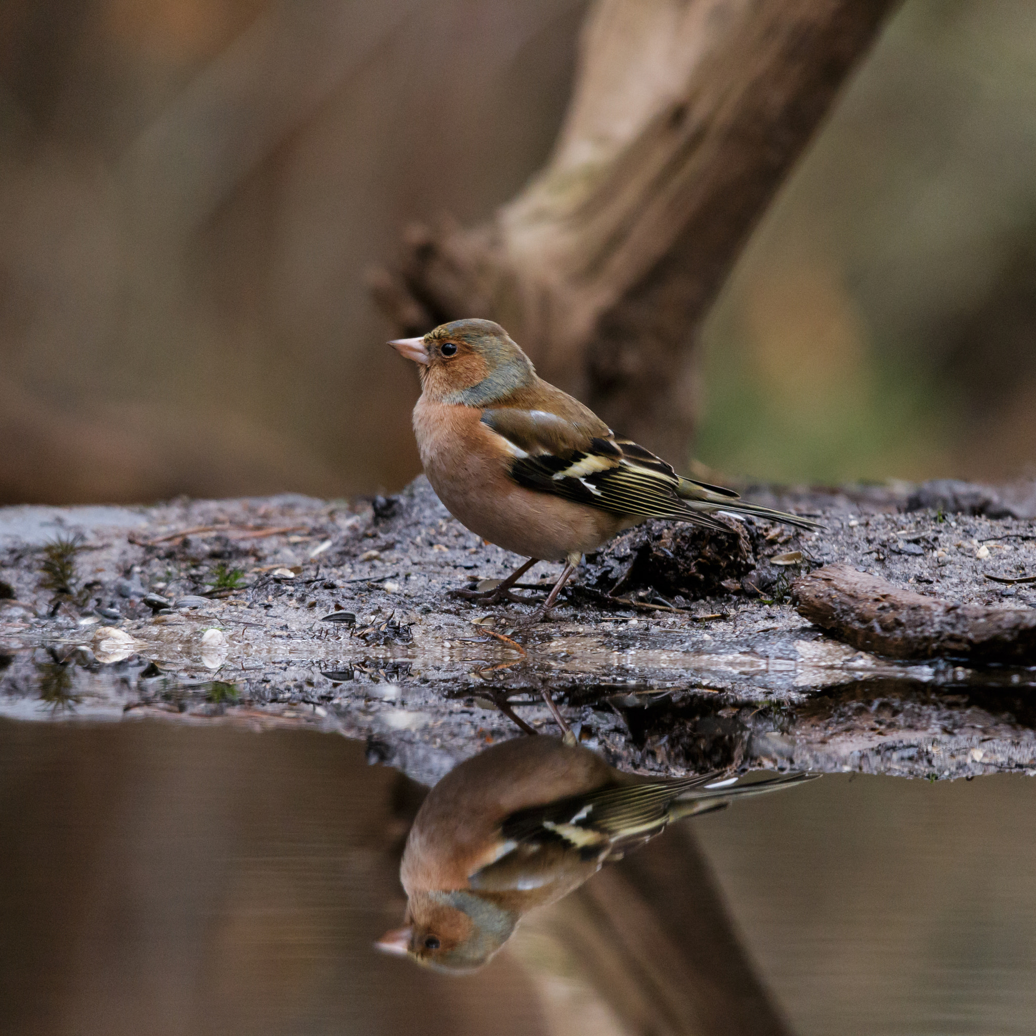 Sigma 150-500mm F5-6.3 DG OS HSM sample photo. Common chaffinch photography