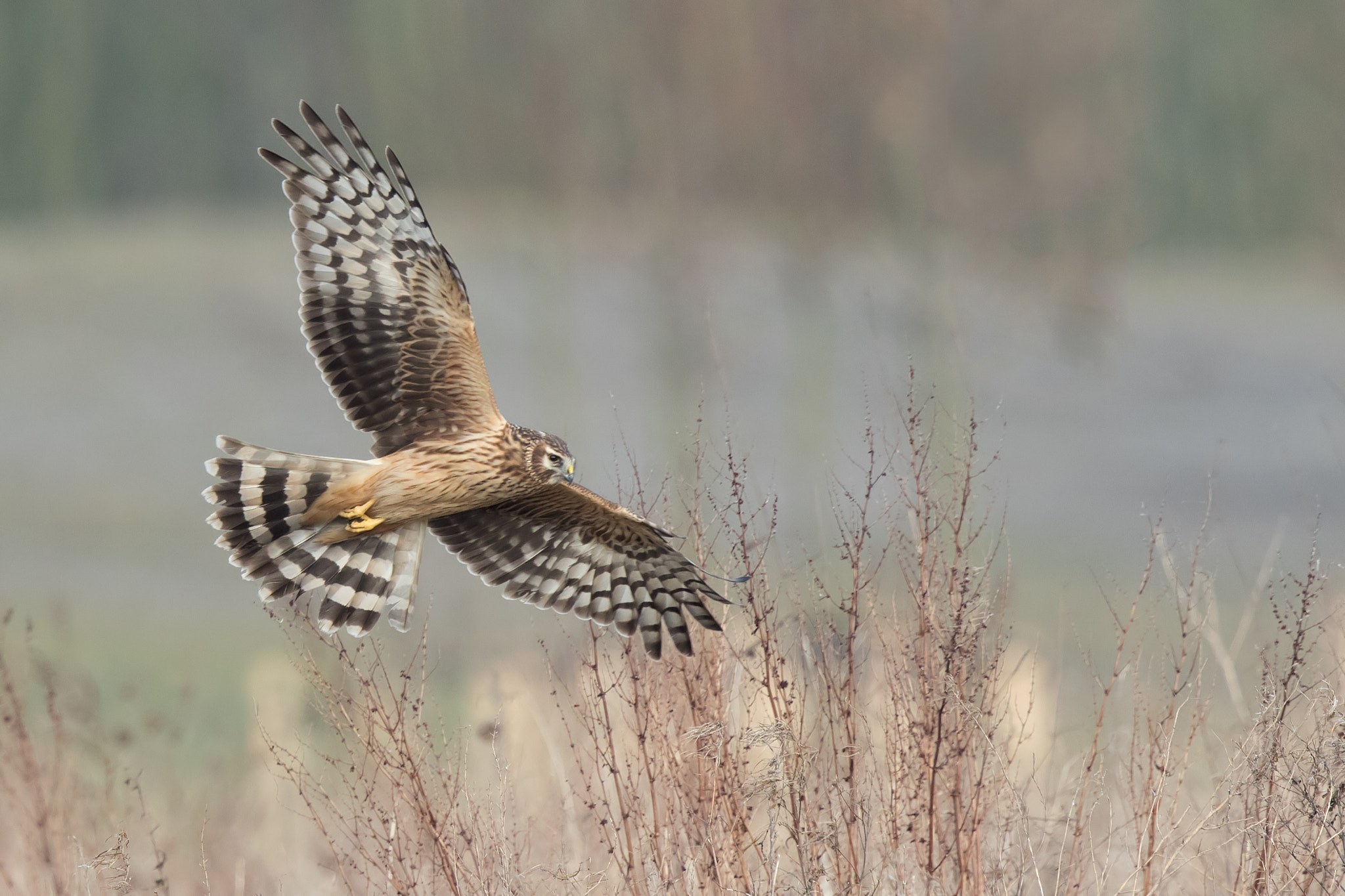 Canon EF 500mm F4L IS II USM sample photo. Harrier photography