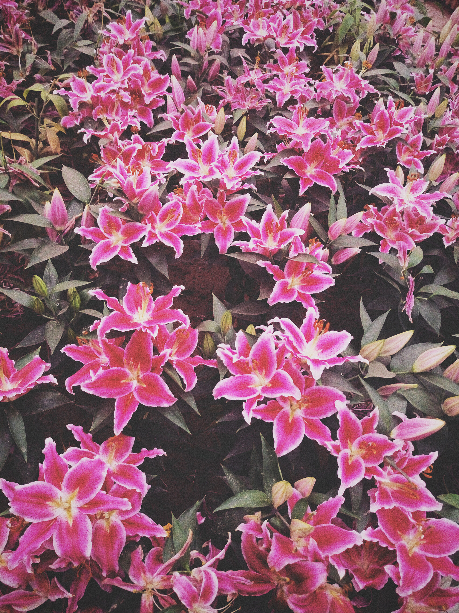 Meizu MX5 sample photo
