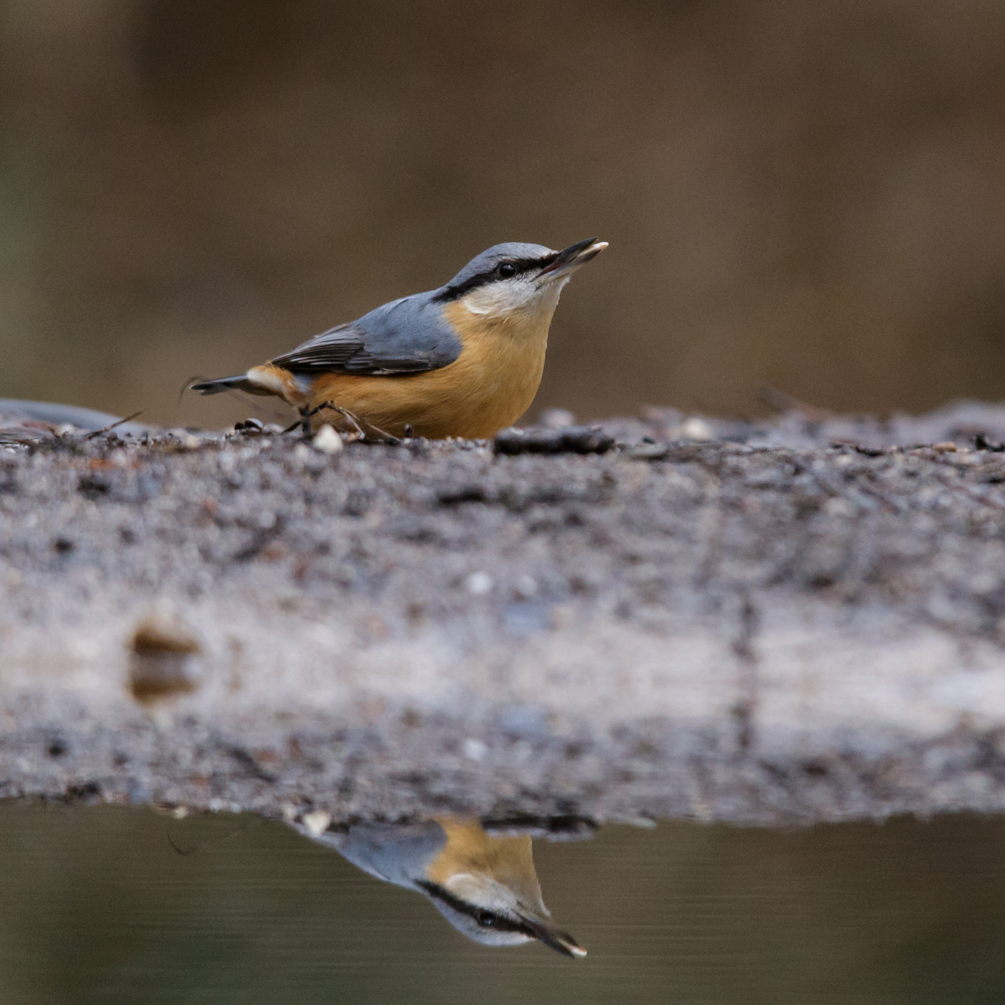 Sigma 150-500mm F5-6.3 DG OS HSM sample photo. Eurasian nuthatch photography