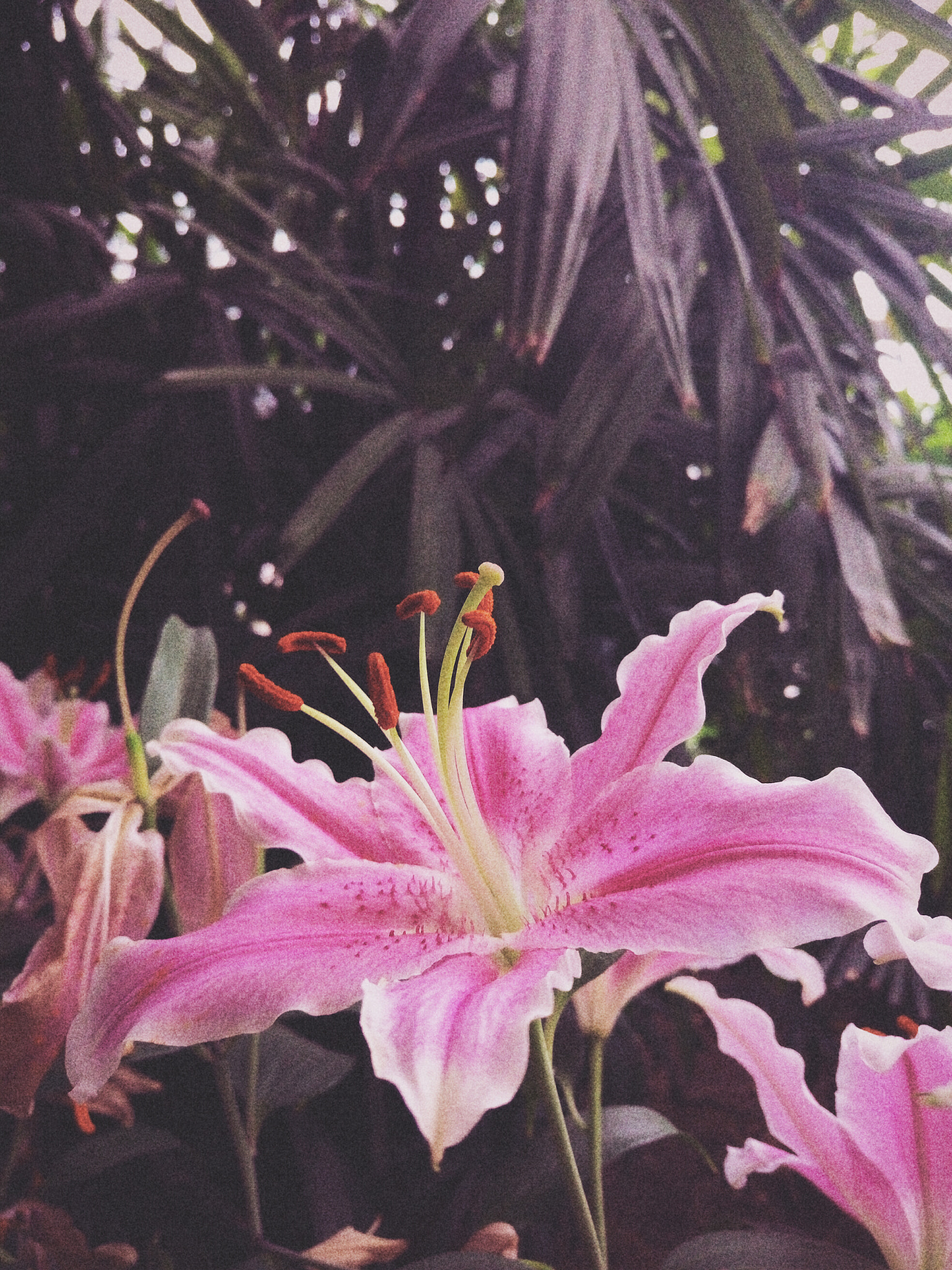 Meizu MX5 sample photo