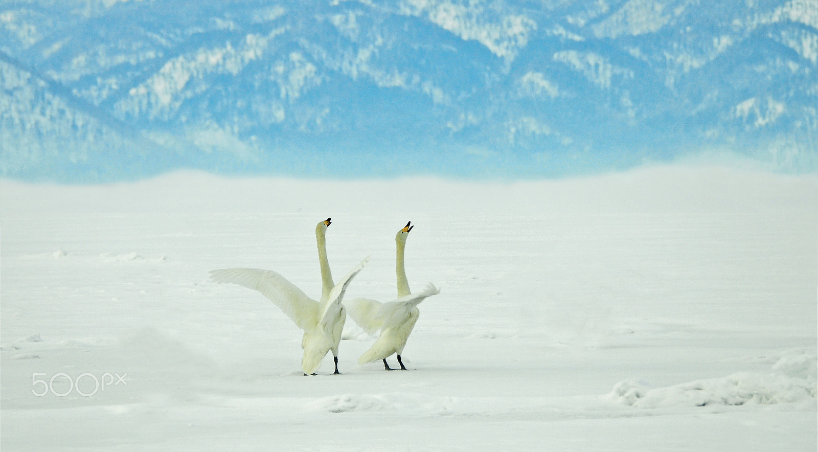 Nikon D300 sample photo. The opera of swan photography
