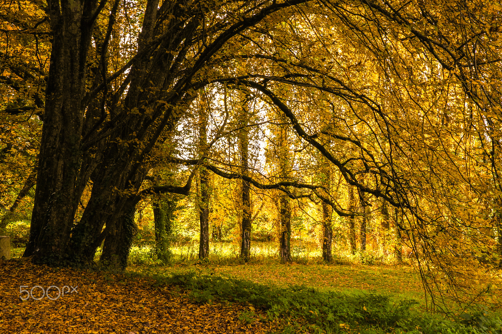 Canon EOS 5D Mark II sample photo. L'arbre jaune photography