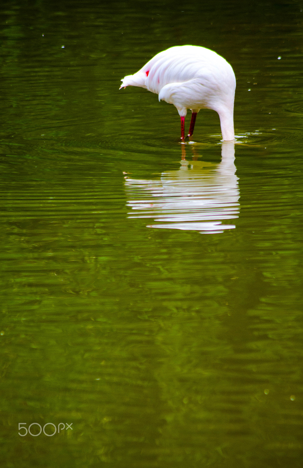 Sigma 70-300mm F4-5.6 APO DG Macro sample photo. Fishy... where are you ?? photography