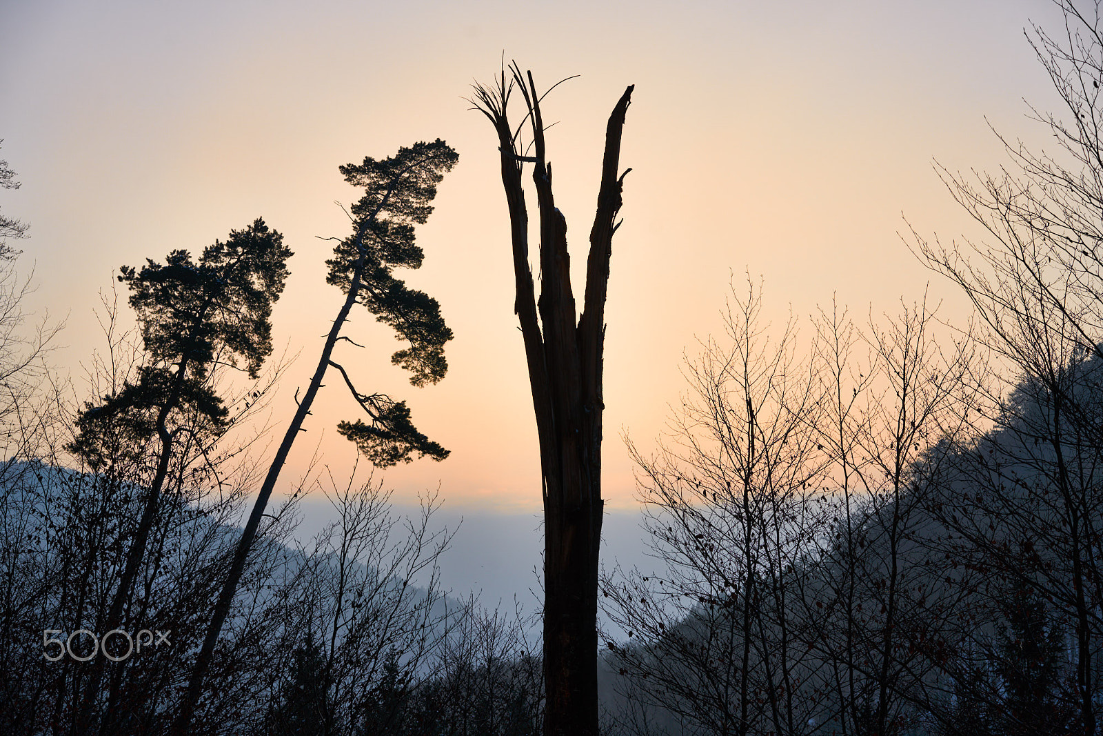 Sony Sonnar T* FE 55mm F1.8 ZA sample photo. Dead standing tree after sunset photography