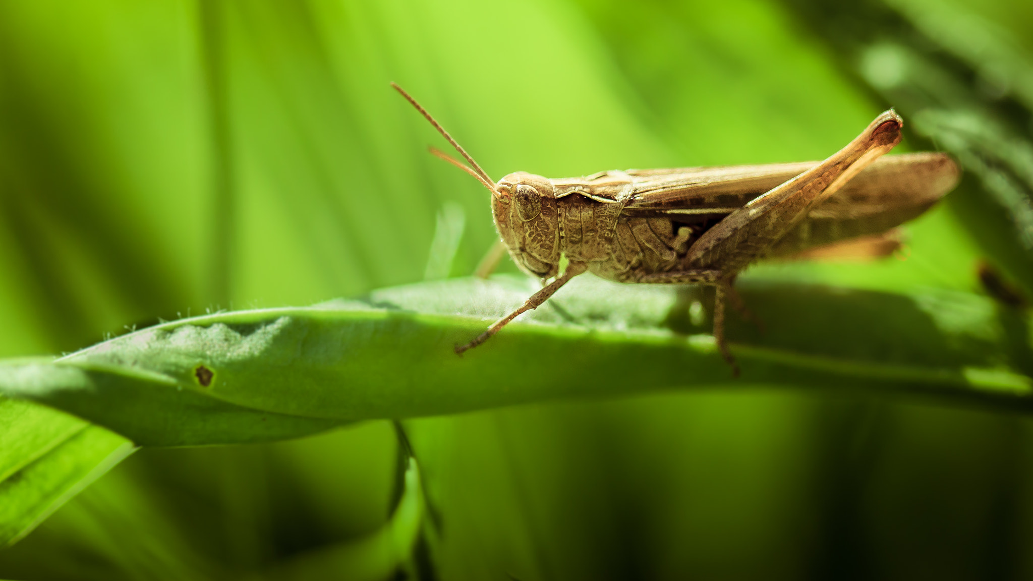 Canon EF 100mm F2.8 Macro USM sample photo. Macro photography