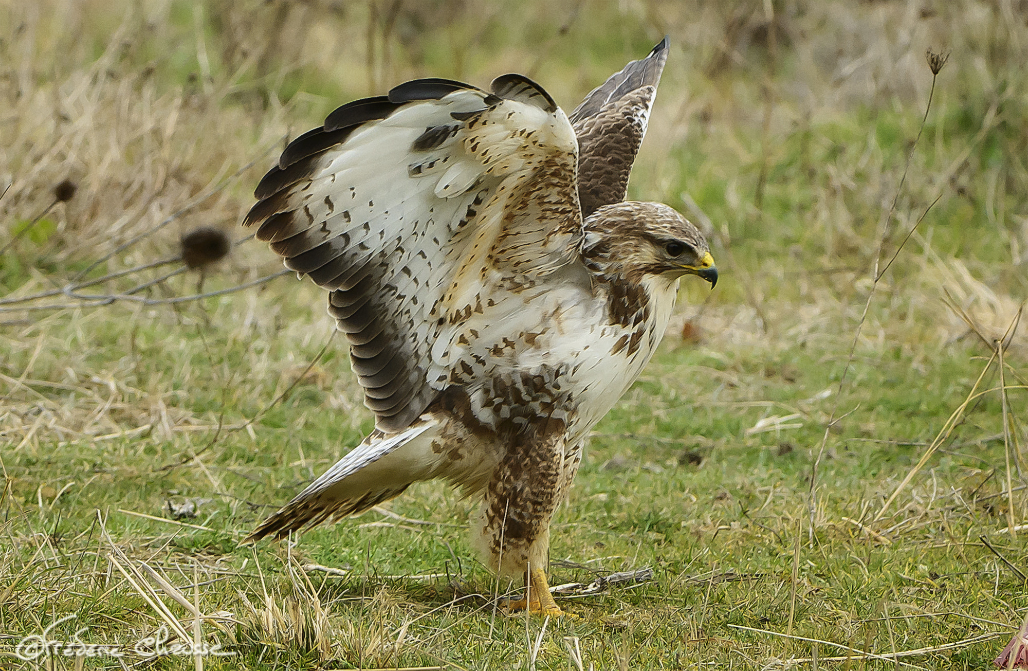 Nikon AF-S Nikkor 200-400mm F4G ED-IF VR sample photo. Common buzzard photography