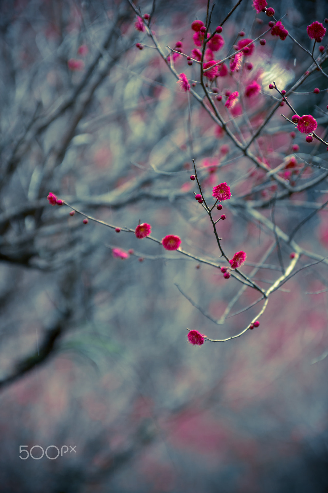 Pentax smc DA* 50-135mm F2.8 ED (IF) SDM sample photo. Red plum photography