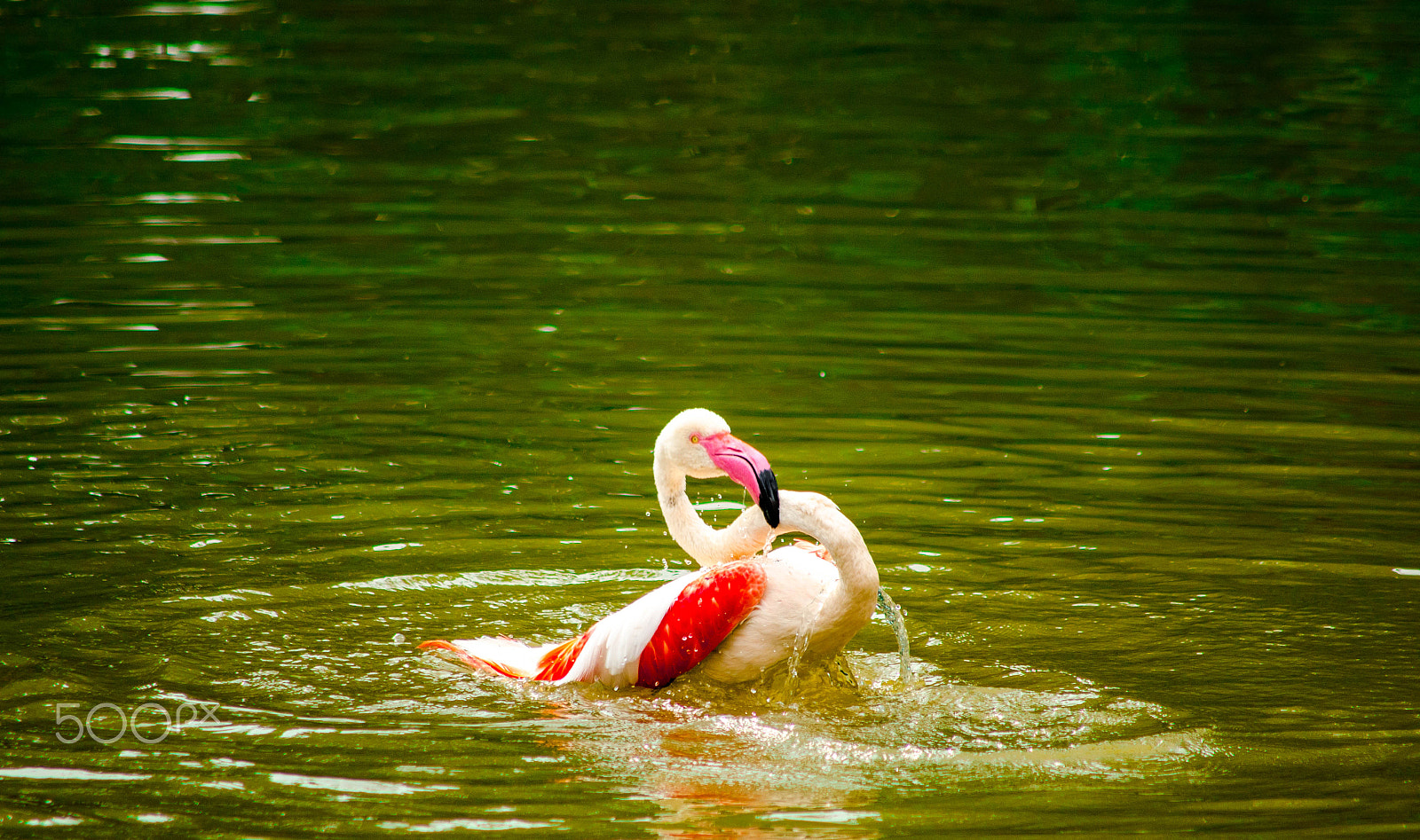 Sigma 70-300mm F4-5.6 APO DG Macro sample photo. It's a bath time ! photography