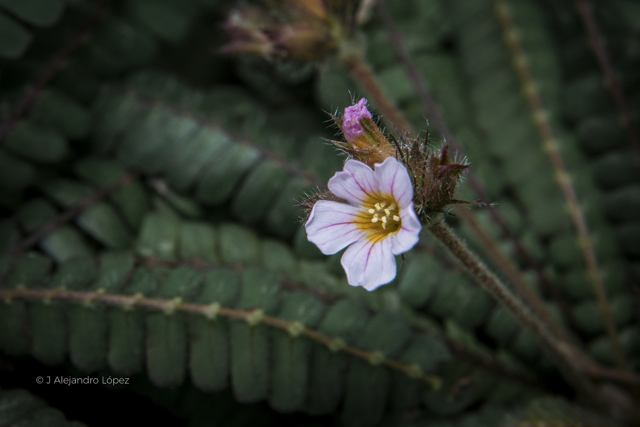 Sony a6300 + Canon EF 24-105mm F4L IS USM sample photo. Belleza macro 5 photography