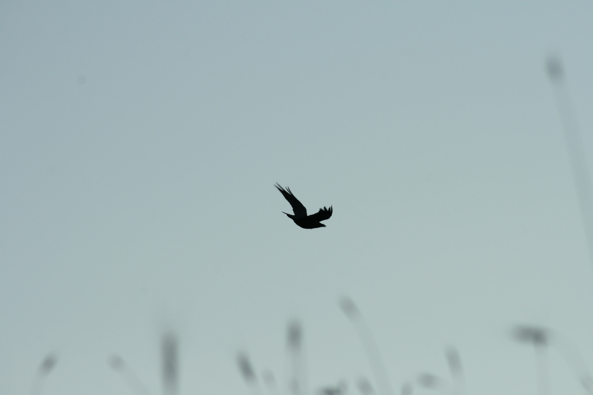Canon EF 80-200mm F4.5-5.6 II sample photo. Sudden flight photography