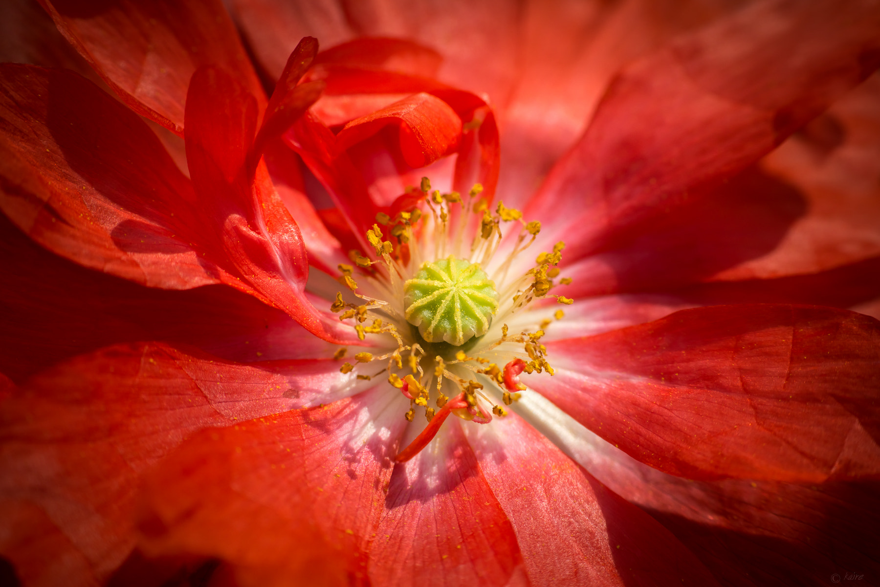 Tamron AF 55-200mm F4-5.6 Di II LD Macro sample photo. Poppy photography