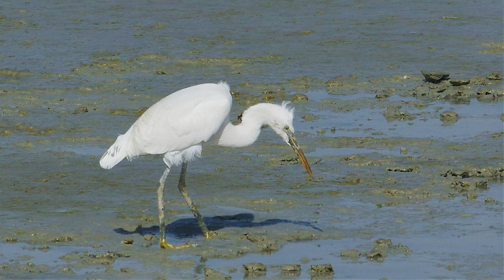 smc PENTAX-F* 300mm F4.5 ED[IF] sample photo. Sea birds .#kuwait birds #doha photography
