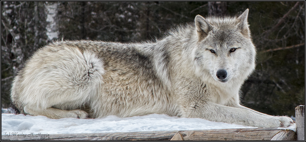 Canon EF 28-105mm f/3.5-4.5 USM sample photo. (c) grey wolf reclining photography