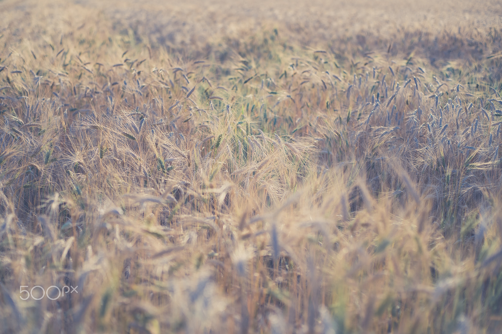 Sony Alpha DSLR-A900 sample photo. Ripe fields of wheat at the end of summer at sundawn photography