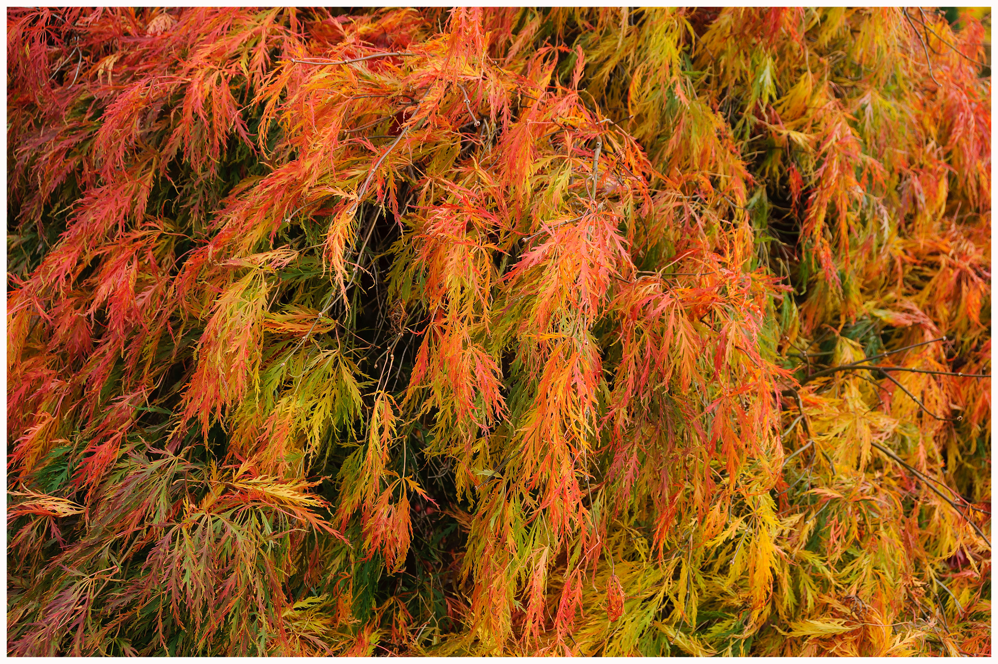 AF Zoom-Nikkor 28-80mm f/3.3-5.6G sample photo. Autumn leaves photography