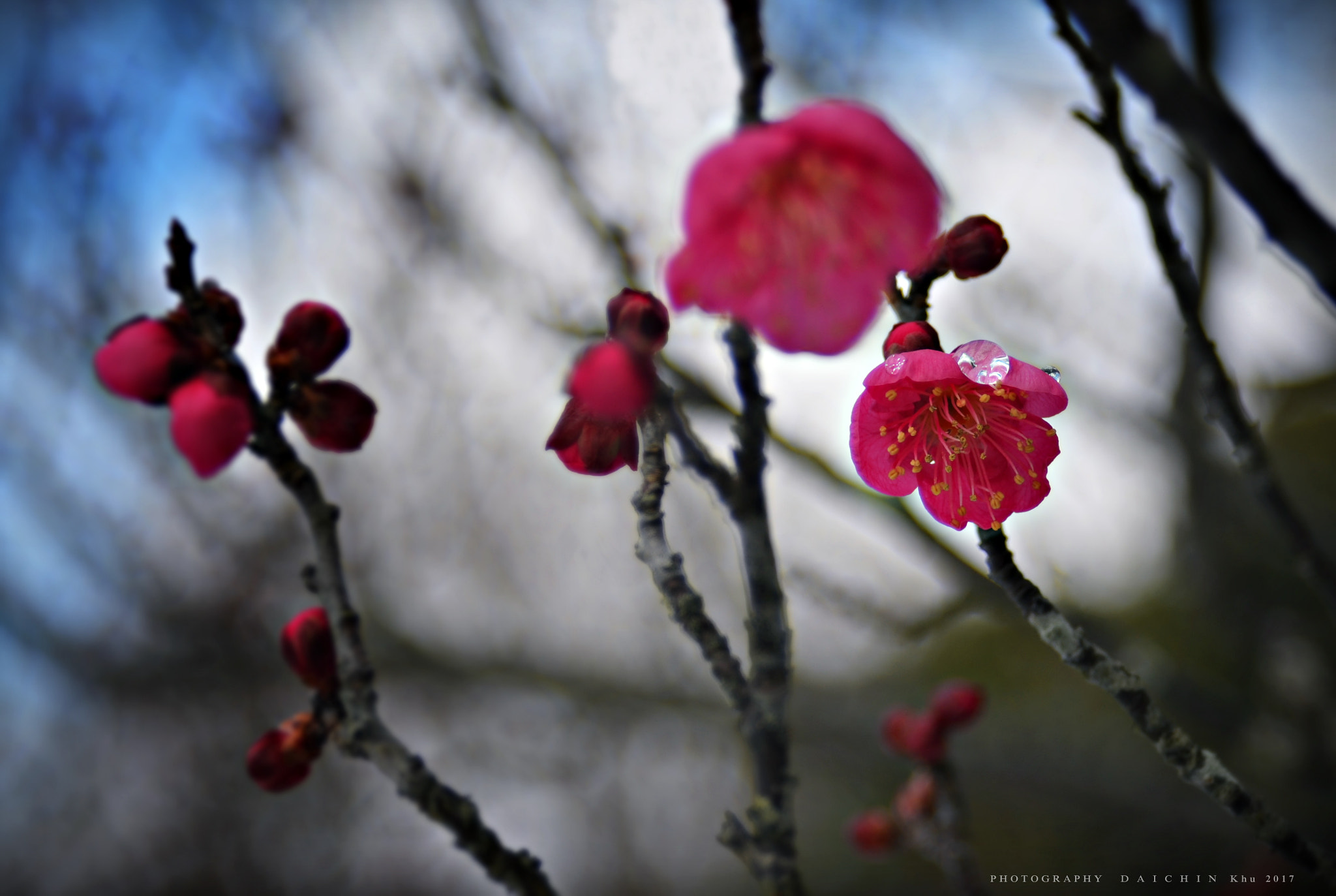 AF Zoom-Nikkor 28-80mm f/3.3-5.6G sample photo. Winter flower　2017 photography