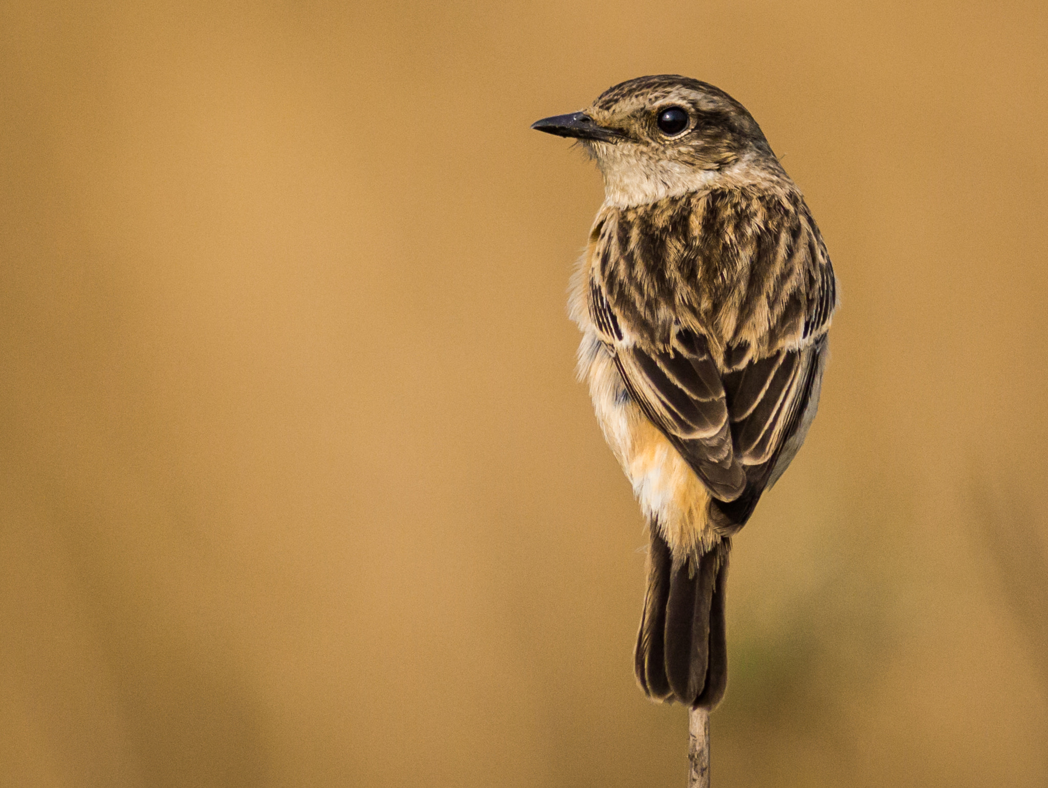 Canon EOS 60D + Canon EF 400mm F5.6L USM sample photo