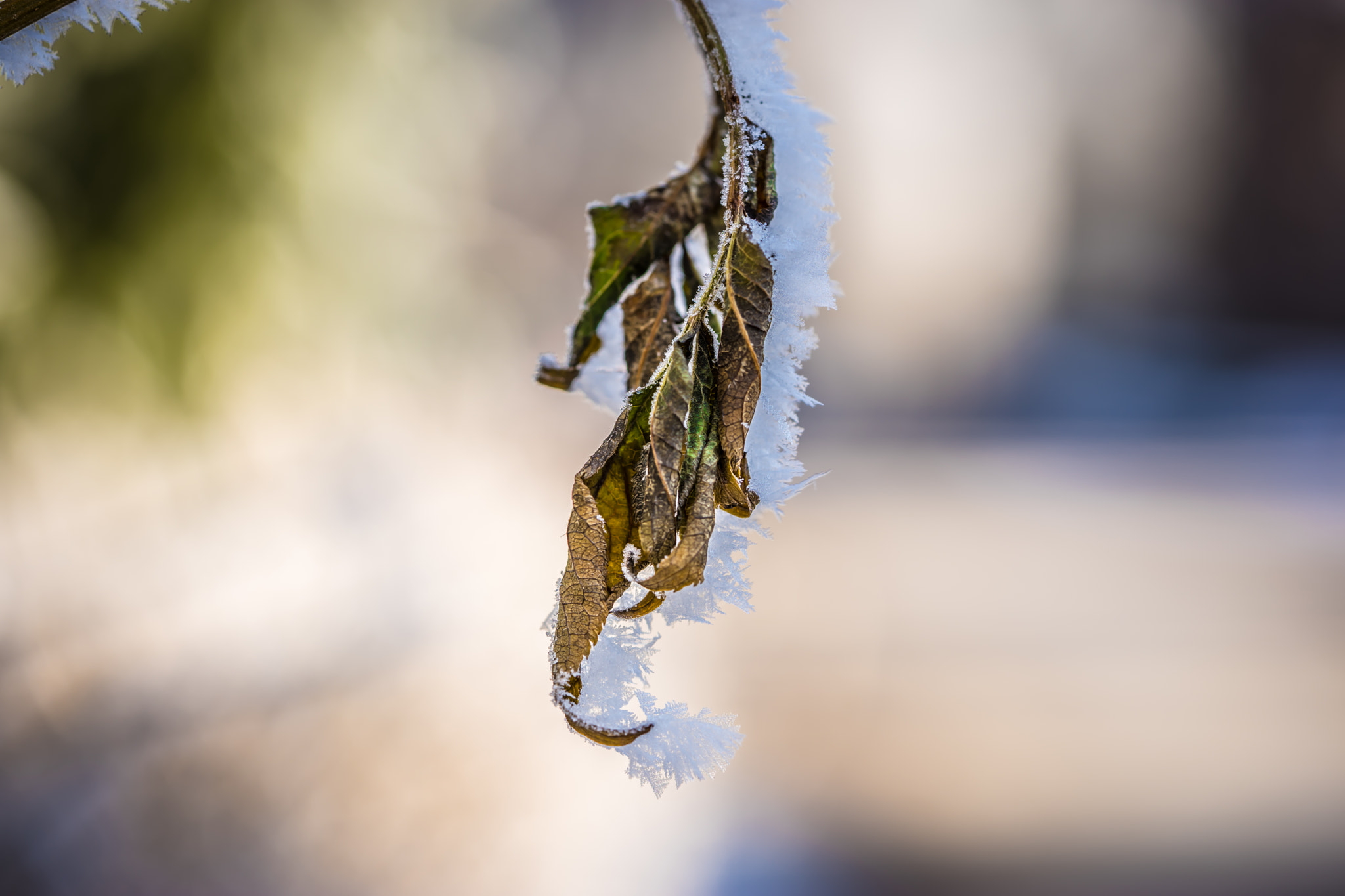 Sony a7 + Sony FE 90mm F2.8 Macro G OSS sample photo. Winter motiv 12 photography