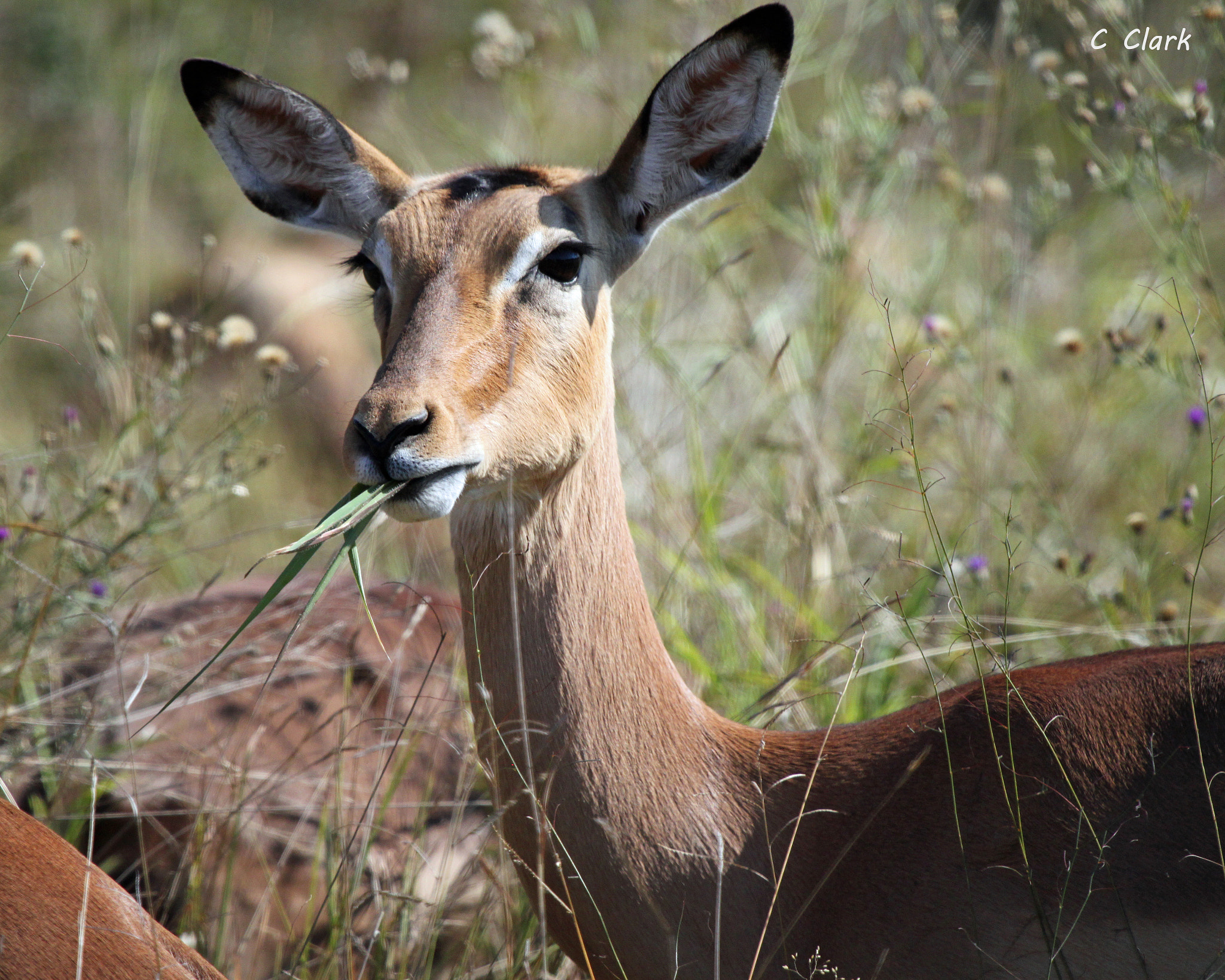 Canon EF 100-400mm F4.5-5.6L IS USM sample photo. Impala munching photography
