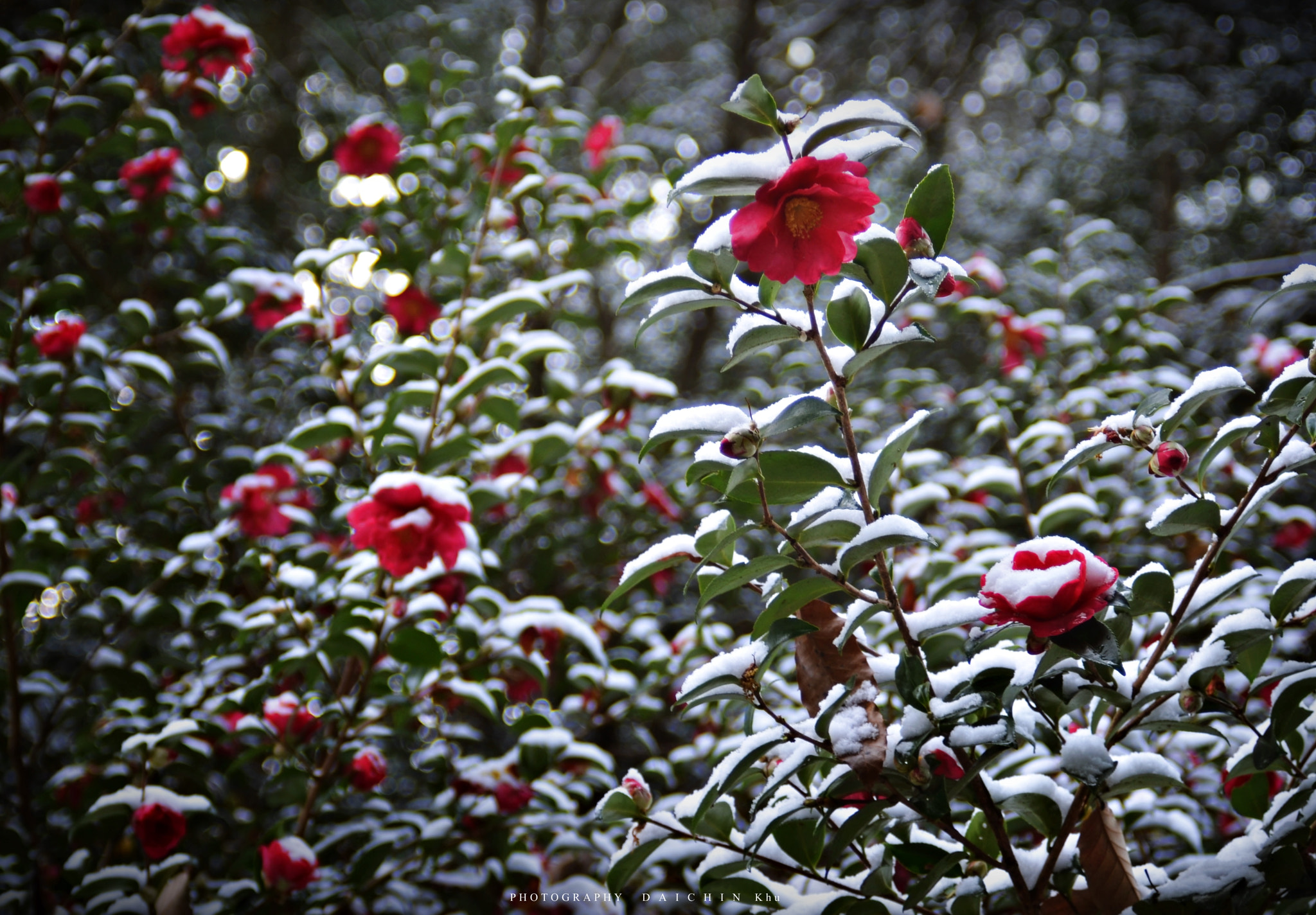 AF Zoom-Nikkor 28-80mm f/3.3-5.6G sample photo. Winter flower  2017 photography