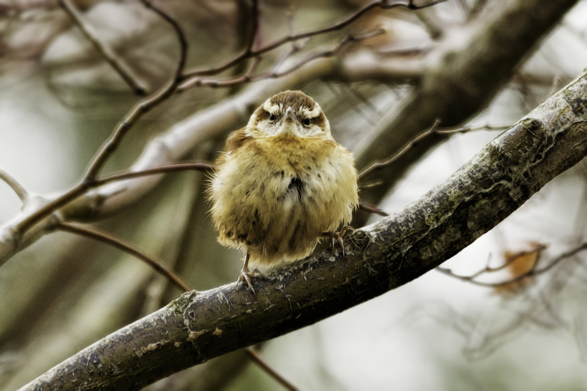 Sony SLT-A65 (SLT-A65V) sample photo. Indignant wren photography