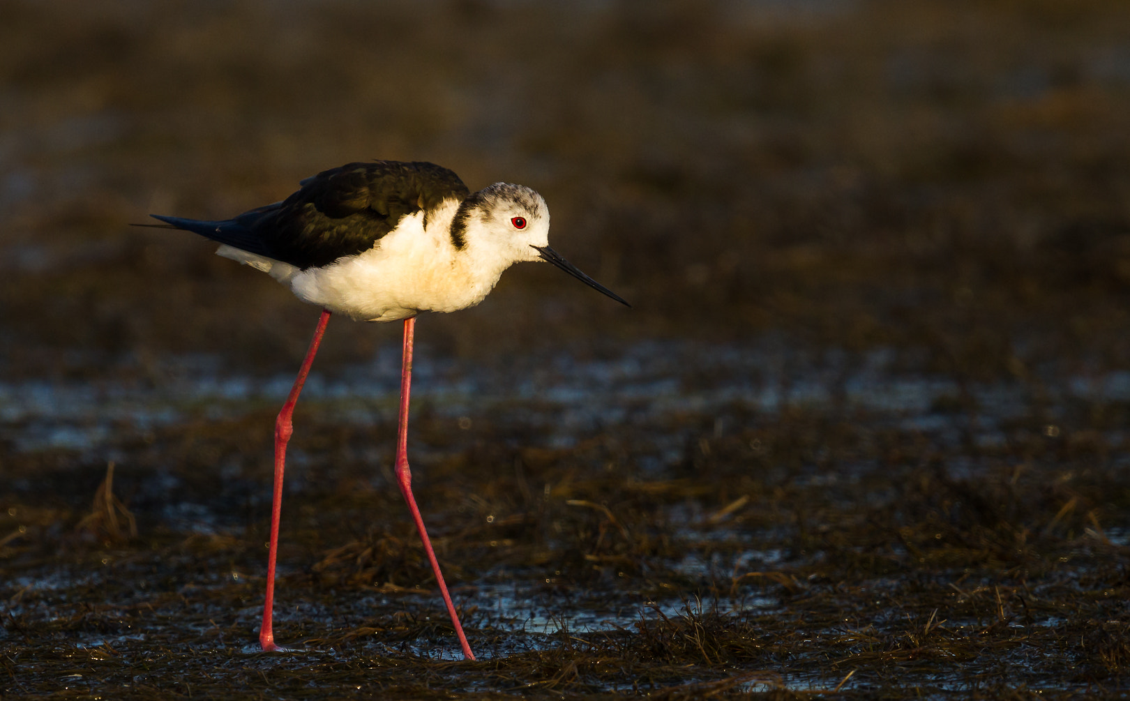 Canon EF 600mm F4L IS II USM sample photo. L'echasse photography