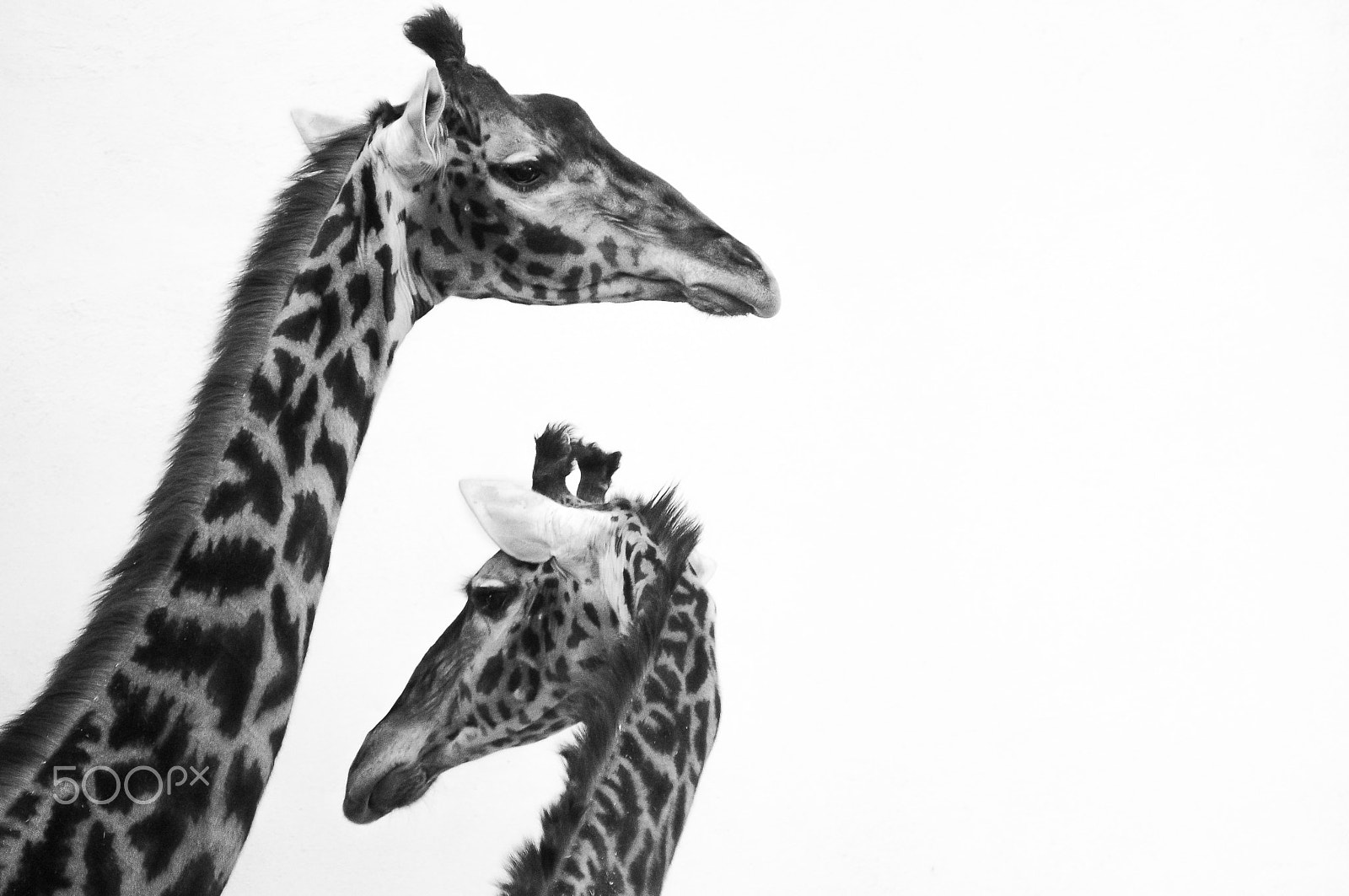 Nikon AF DX Fisheye-Nikkor 10.5mm F2.8G ED sample photo. Giraffes photography