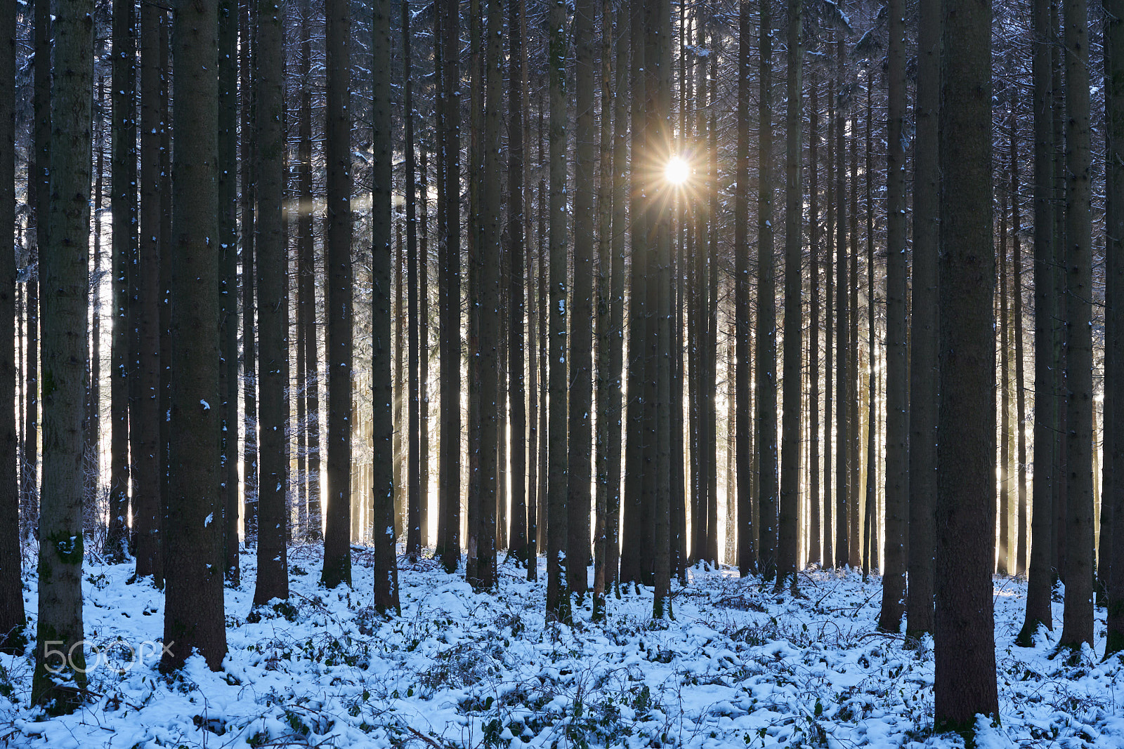 Sony a7R II + Sony Sonnar T* FE 55mm F1.8 ZA sample photo. Winterly spruce stand photography