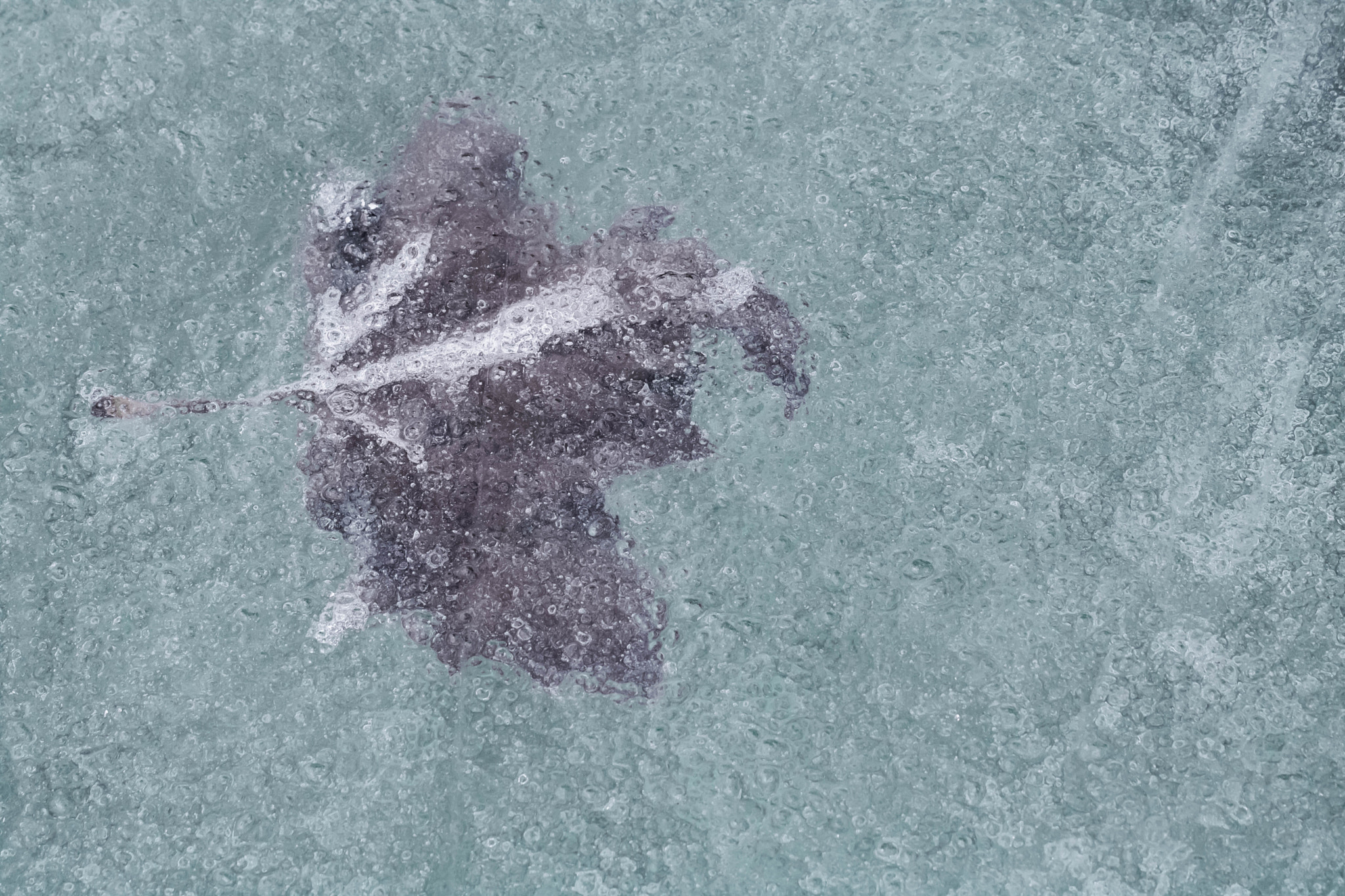 Canon EOS 760D (EOS Rebel T6s / EOS 8000D) + Canon EF 100mm F2.8L Macro IS USM sample photo. Trapped in the ice photography
