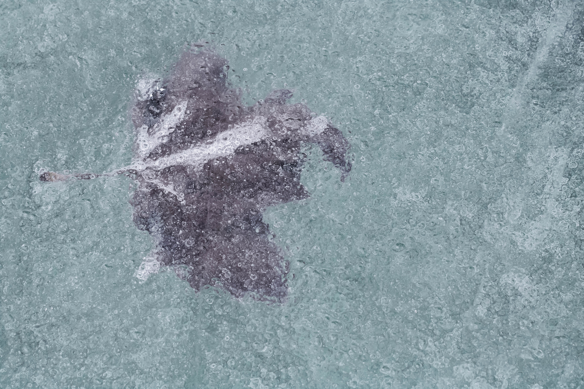 Canon EF 100mm F2.8L Macro IS USM sample photo. Trapped in the ice photography